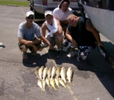 groupwalleye